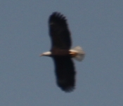 2014 03 30 Eagle 02